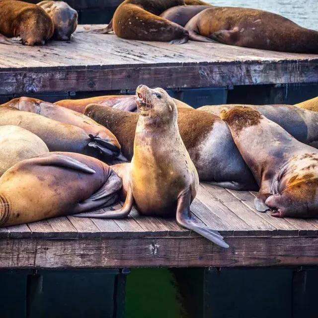 Seelöwen ruhen auf dem K Dock von PIER 39